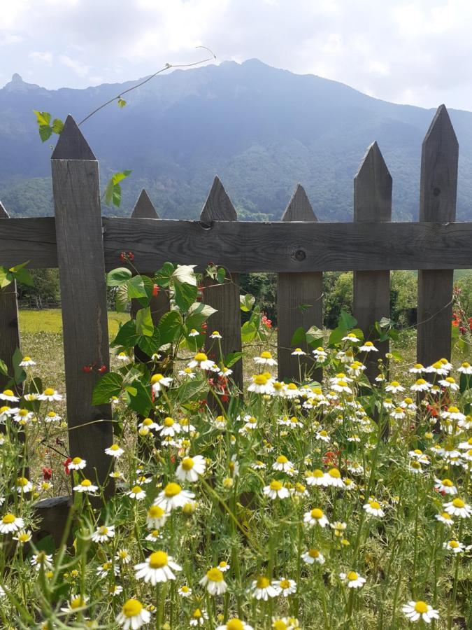 Coste Del Gaggio - Country House B&B - Garda Trentino Drena Exterior foto